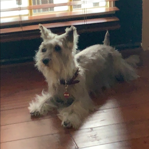 Meet your Posher, Lisa - Picture 1 of 1